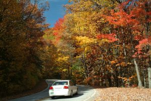 Fall Leaves