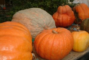 Group of pumpkins