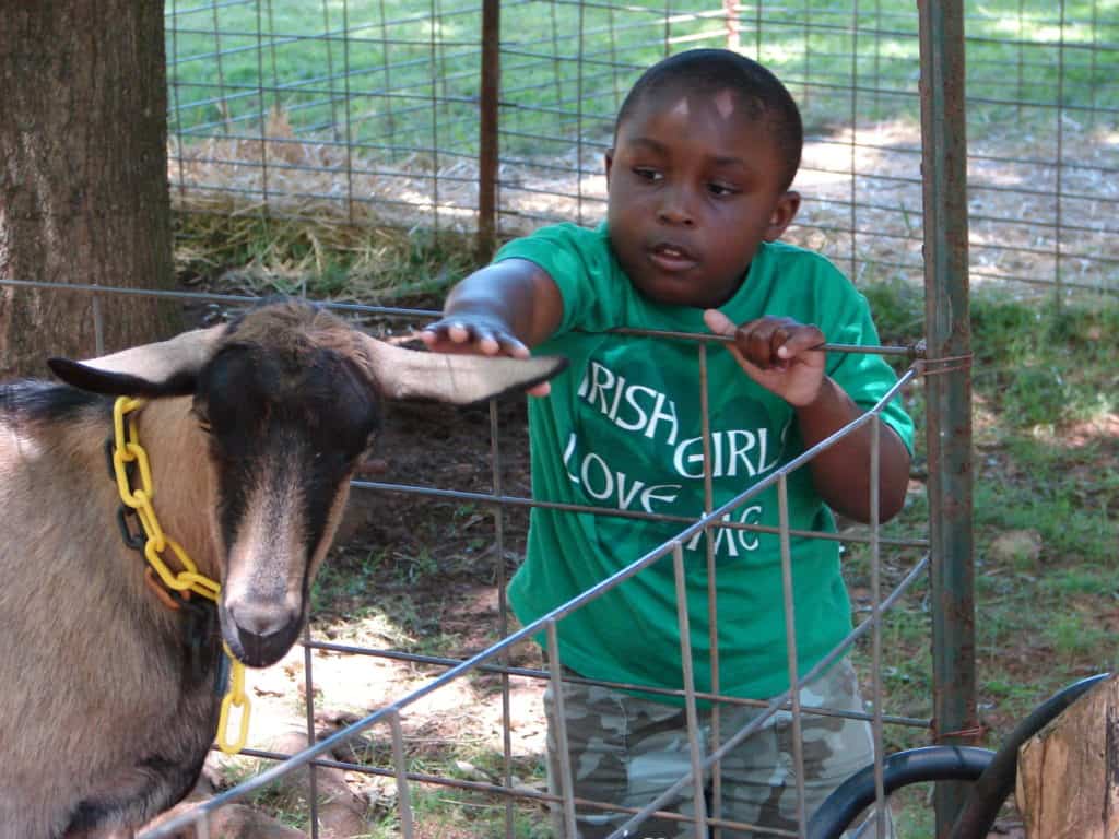 little boy petting animal through a fence